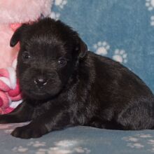 Miniature Schnauzer Puppy Coal