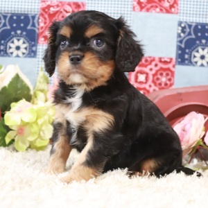 Cavalier King Charles Spaniel Puppy Benjamin