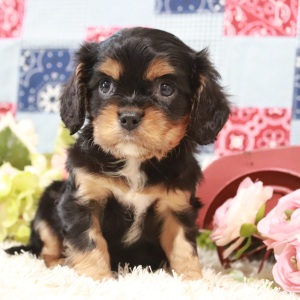 Cavalier King Charles Spaniel Puppy Benjamin