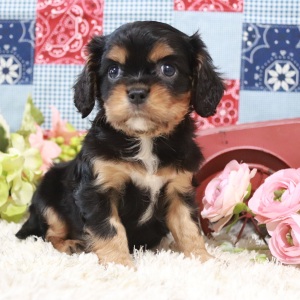 Cavalier King Charles Spaniel Puppy Benjamin