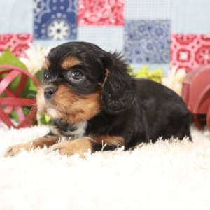 Cavalier King Charles Spaniel Puppy Benjamin