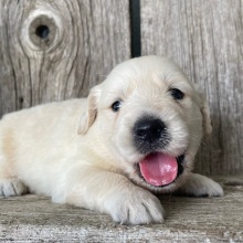 Golden Retriever Puppy Matt