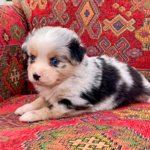 Australian Shepherd Puppy Maverick