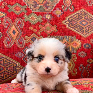 Australian Shepherd Puppy Maverick
