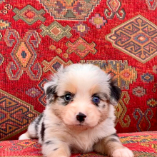 Australian Shepherd Puppy Maverick