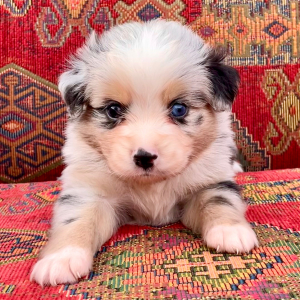 Australian Shepherd Puppy Maverick