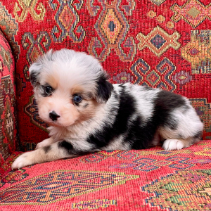Australian Shepherd Puppy Maverick