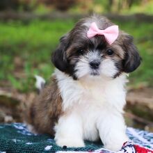 Shih Tzu Puppy Avony