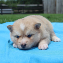 Pomsky Puppy Chad