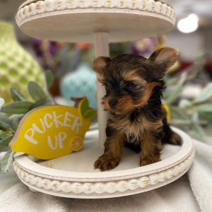 Yorkshire Terrier Puppy Nibbles