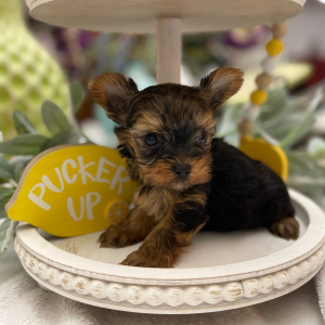 Yorkshire Terrier Puppy Nibbles