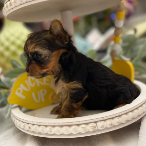 Yorkshire Terrier Puppy Nibbles