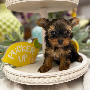 Yorkshire Terrier Puppy Nibbles