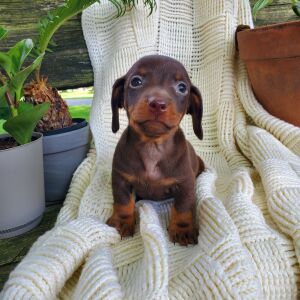 Dachshund Puppy Archer