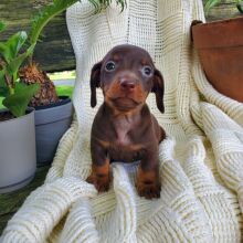 Dachshund Puppy Archer