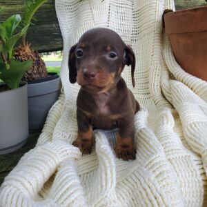 Dachshund Puppy Archer
