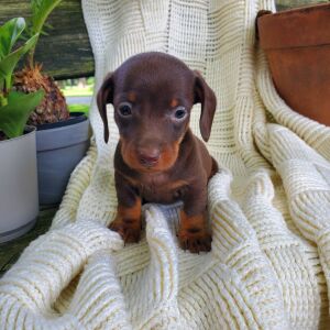 Dachshund Puppy Archer
