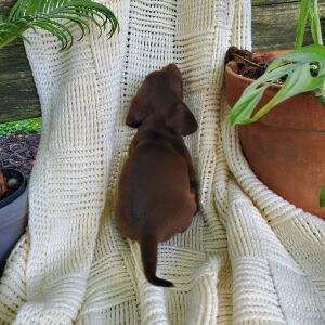 Dachshund Puppy Archer