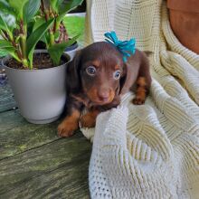 Dachshund Puppy Pip