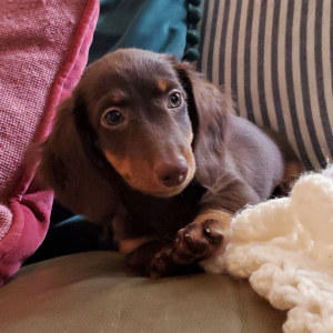 Dachshund Puppy Pip