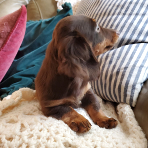 Dachshund Puppy Pip