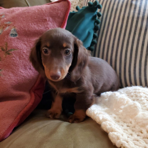 Dachshund Puppy Pip
