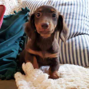 Dachshund Puppy Pip