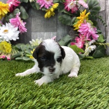 Havapoo Puppy Brandon