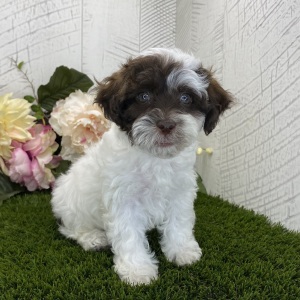 Havapoo Puppy Brandon
