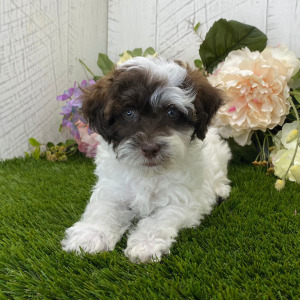 Havapoo Puppy Brandon