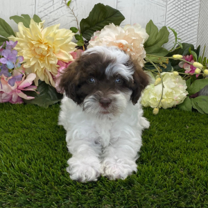 Havapoo Puppy Brandon
