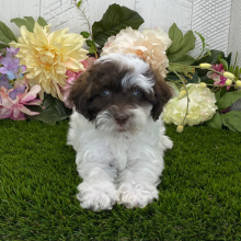Havapoo Puppy Brandon