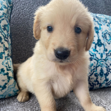 Golden Retriever Puppy Coco