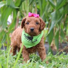 Goldendoodle Puppy Jillian