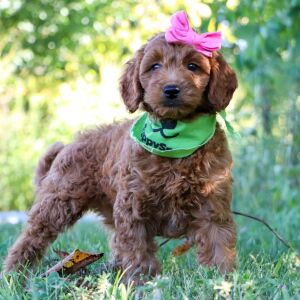 Goldendoodle Puppy Jillian
