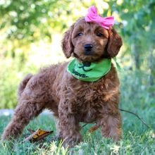 Goldendoodle Puppy Jillian