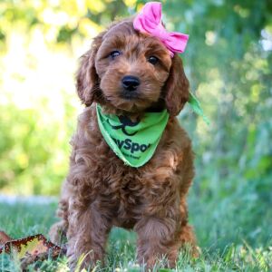 Goldendoodle Puppy Jillian