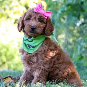 Goldendoodle Puppy Jillian