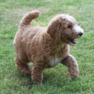 Poodle Puppy Cherry