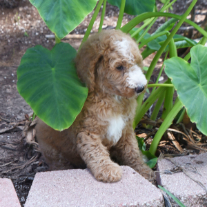 Poodle Puppy Cherry