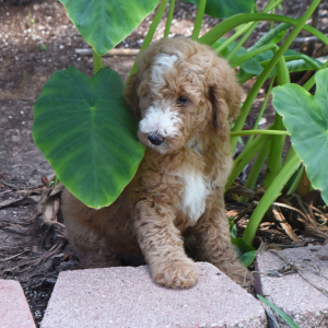 Poodle Puppy Cherry