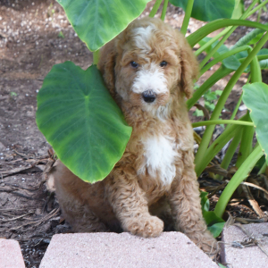 Poodle Puppy Cherry