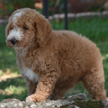 Poodle Puppy Cherry