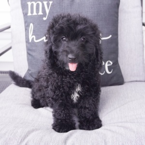 Goldendoodle Puppy Austin