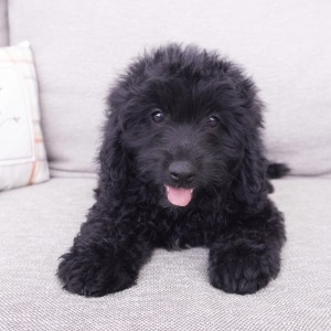 Goldendoodle Puppy Austin