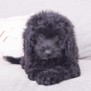 Goldendoodle Puppy Austin