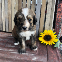 Bernedoodle Puppy Tommy