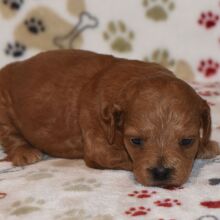 Goldendoodle Puppy Gayle