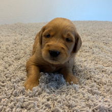 Golden Retriever Puppy Jasmine