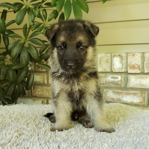 German Shepherd Dog Puppy Bear